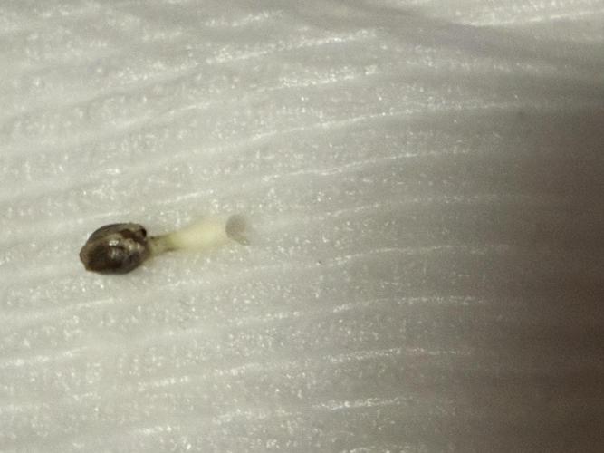 Original Skunk No.1. Week 0