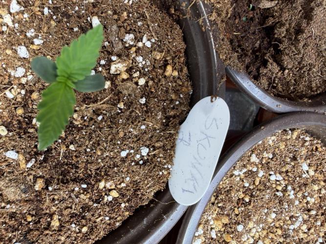 Skunk #1. Week 1