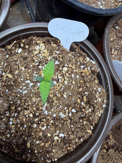 Skunk #1. Week 1