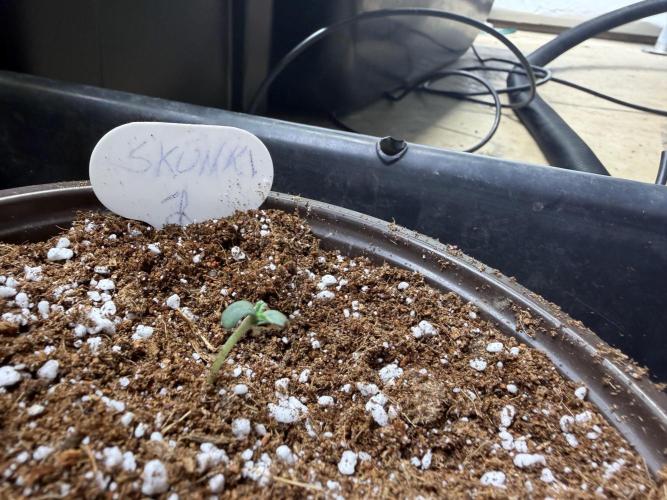 Skunk #1. Week 1