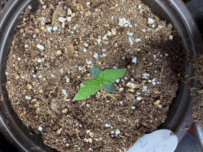 Original Skunk No.1. Week 1