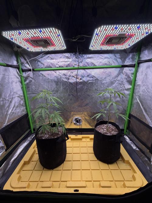 Orignal Haze. Week 3