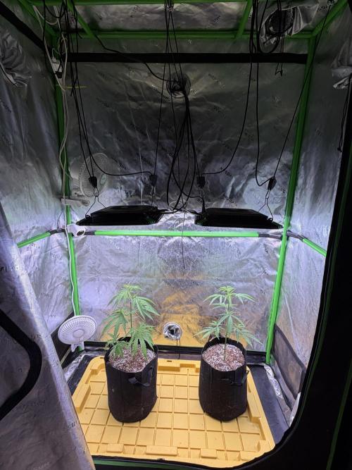 Orignal Haze. Week 3
