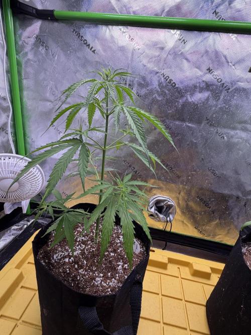 Orignal Haze. Week 3