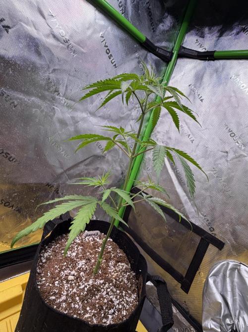 Orignal Haze. Week 3