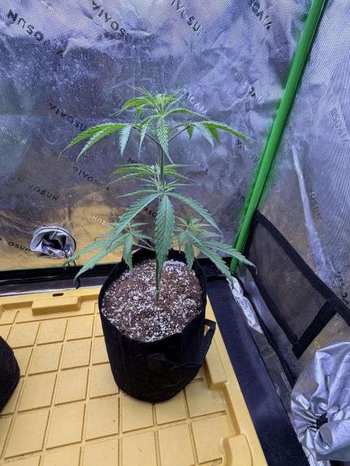 Orignal Haze. Week 3