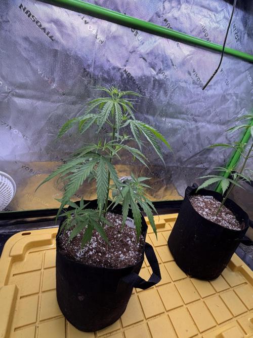 Orignal Haze. Week 3