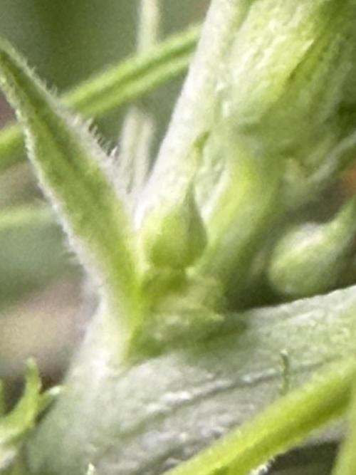 Orignal Haze. Week 4 - Haze 1 Male
