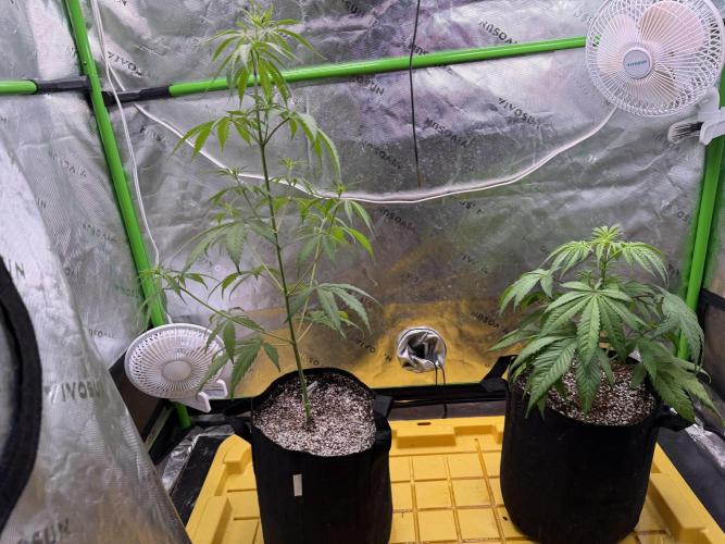 Orignal Haze. Week 4 - New roommate Skunk #1 