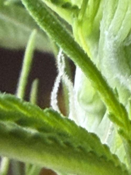 Orignal Haze. Week 4 - Haze 2 Female