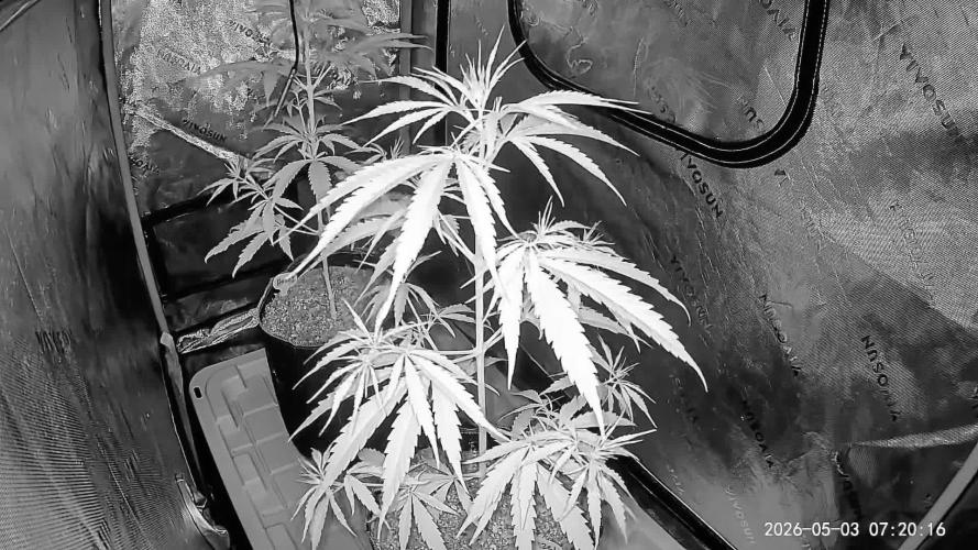 Orignal Haze