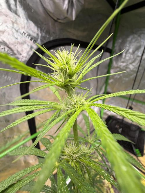 Orignal Haze. Week 5
