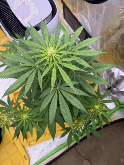 Skunk #1. Week 5