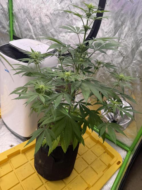 Original Skunk No.1. Week 5