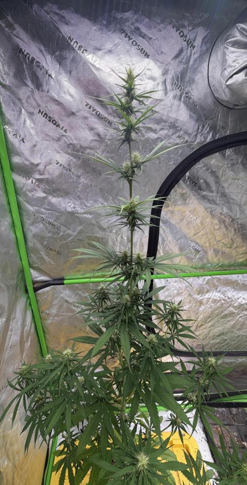 Orignal Haze. Week 6