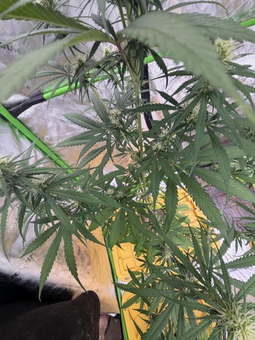 Orignal Haze. Week 6
