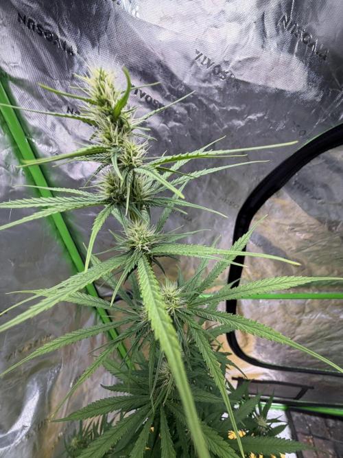 Orignal Haze. Week 6