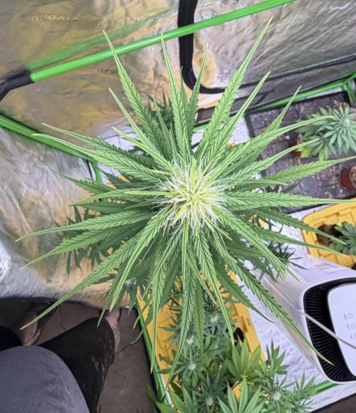 Orignal Haze. Week 6