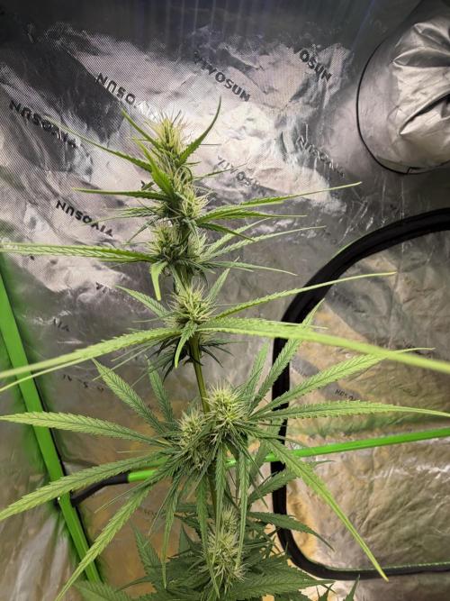 Orignal Haze. Week 6