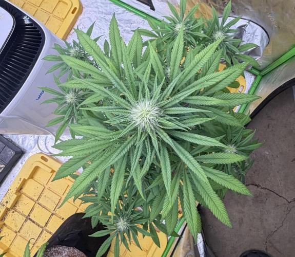 Skunk #1. Week 6