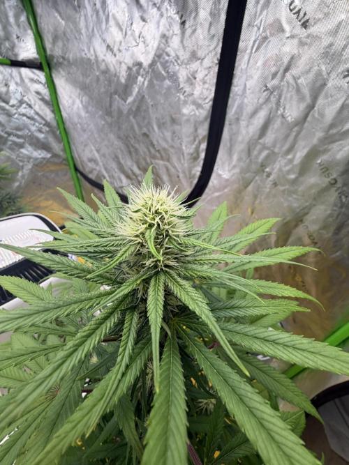 Skunk #1. Week 6