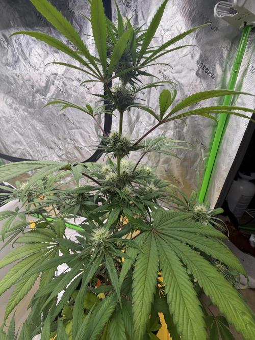 Skunk #1. Week 6