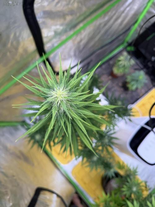 Orignal Haze. Week 7