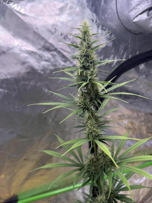 Orignal Haze. Week 7