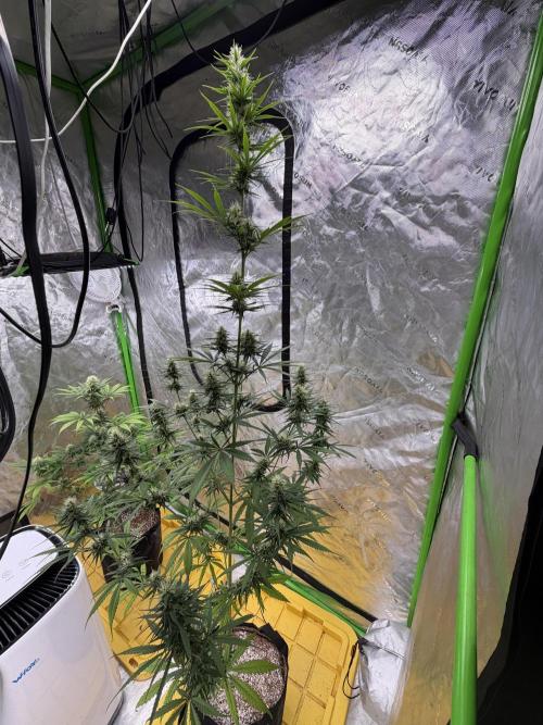 Orignal Haze. Week 7