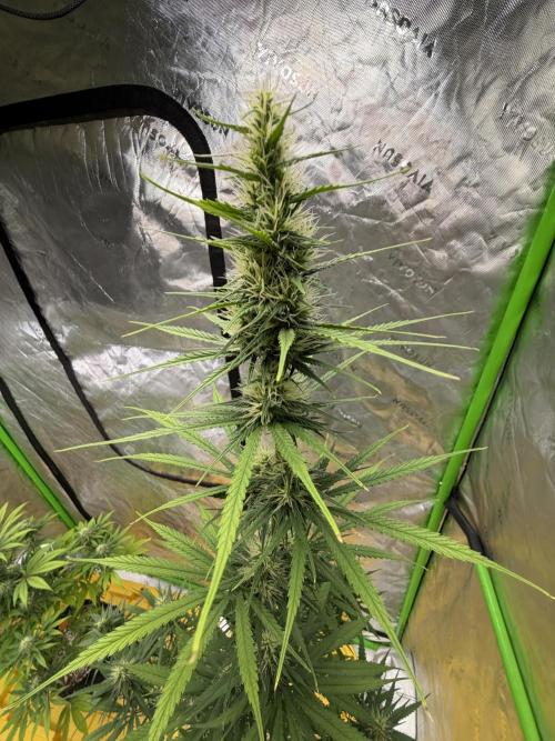 Orignal Haze. Week 7