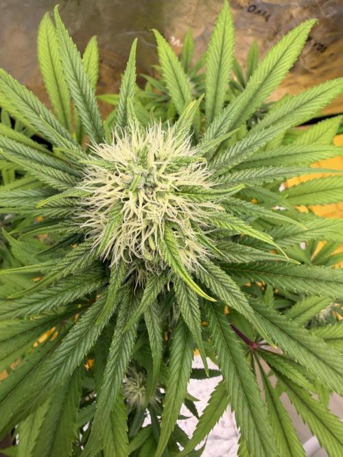 Skunk #1. Week 7