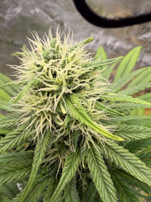 Skunk #1. Week 7