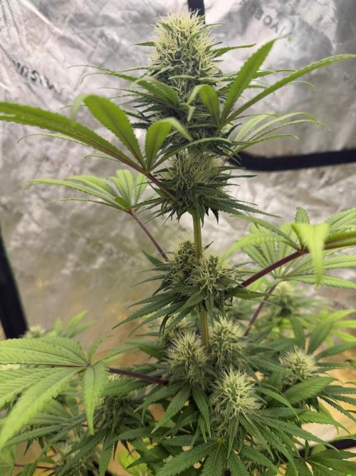 Skunk #1. Week 7