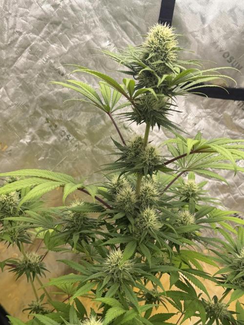 Skunk #1. Week 7