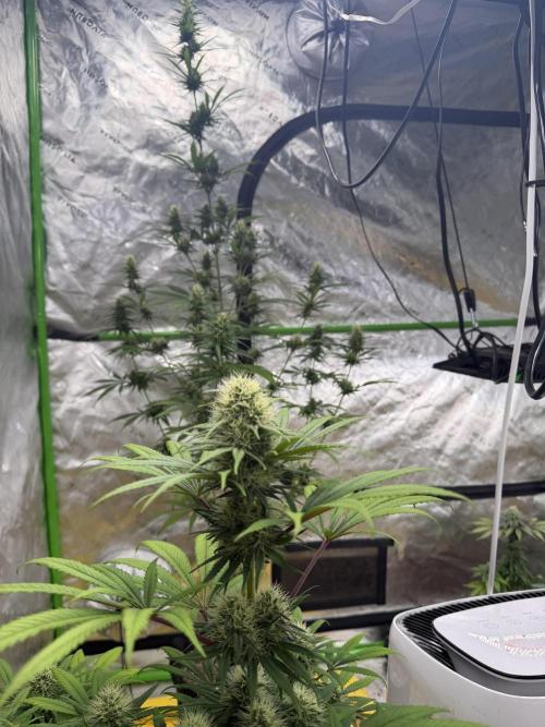 Skunk #1. Week 7