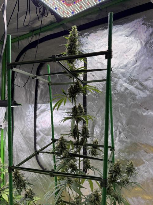 Orignal Haze. Week 8