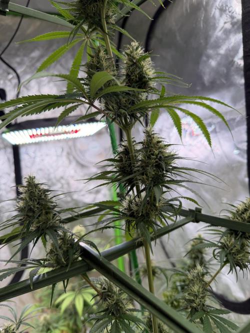 Orignal Haze. Week 8