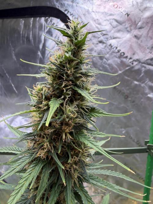 Orignal Haze. Week 8