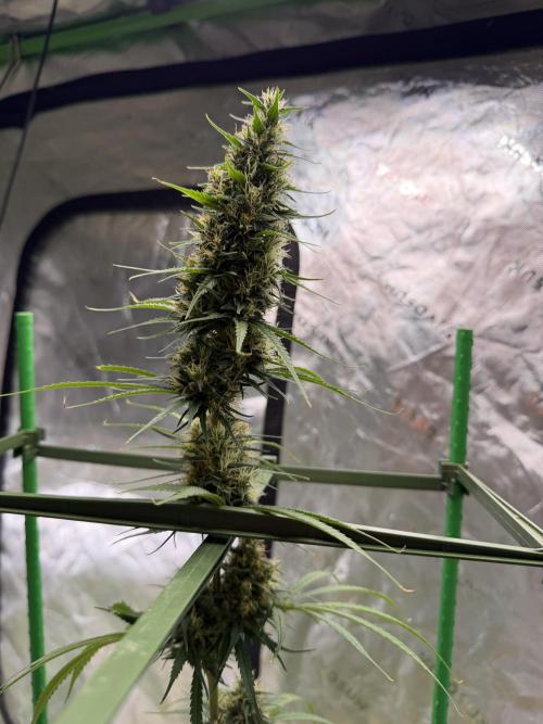Orignal Haze. Week 8