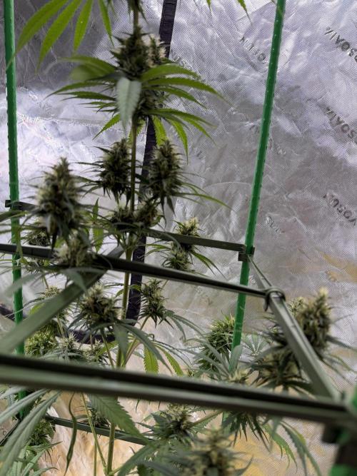 Orignal Haze. Week 8