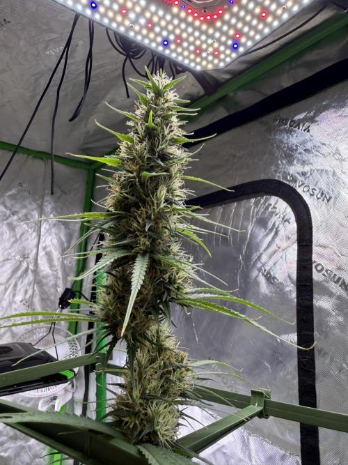 Orignal Haze. Week 8