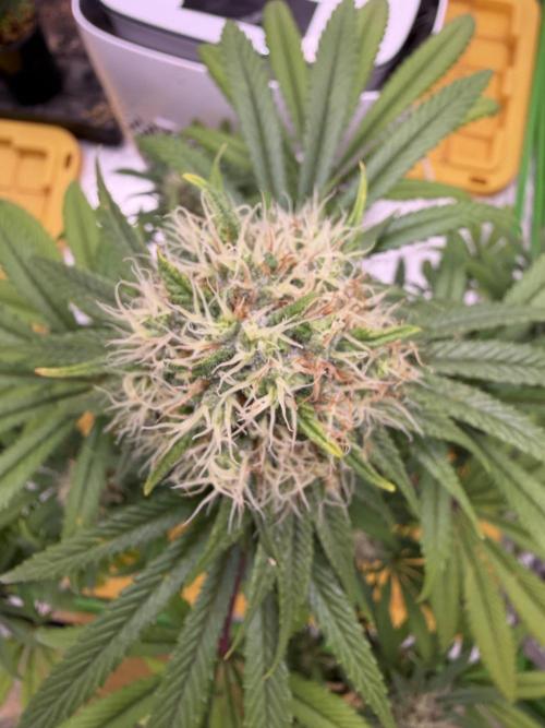 Skunk #1. Week 8