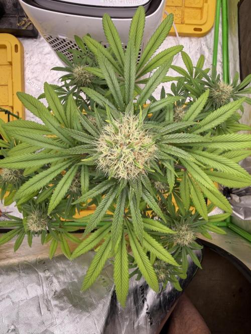 Skunk #1. Week 8