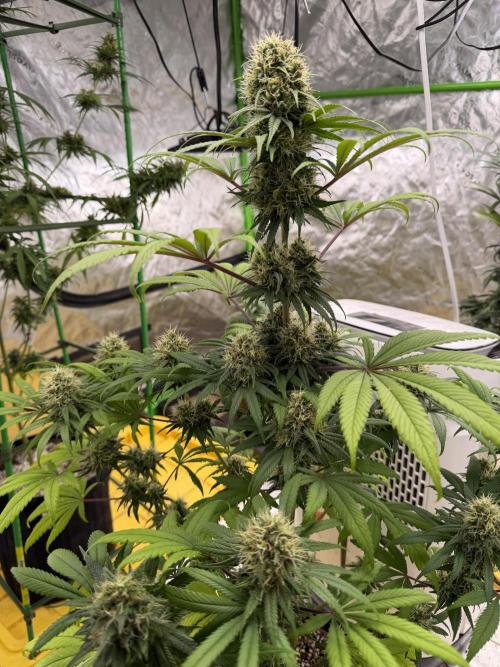 Skunk #1. Week 8