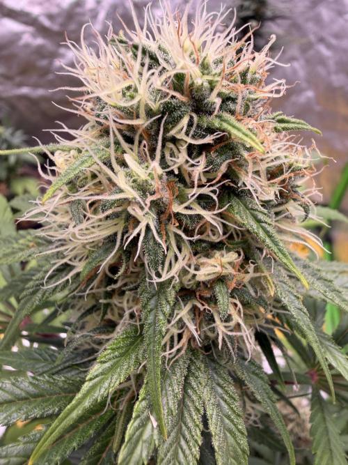 Skunk #1. Week 8