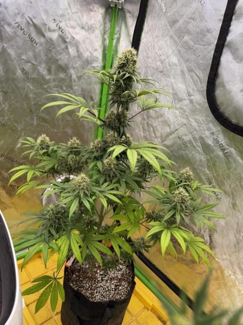 Skunk #1. Week 8