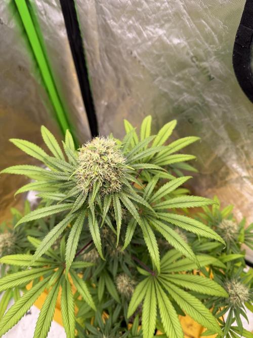 Skunk #1. Week 8