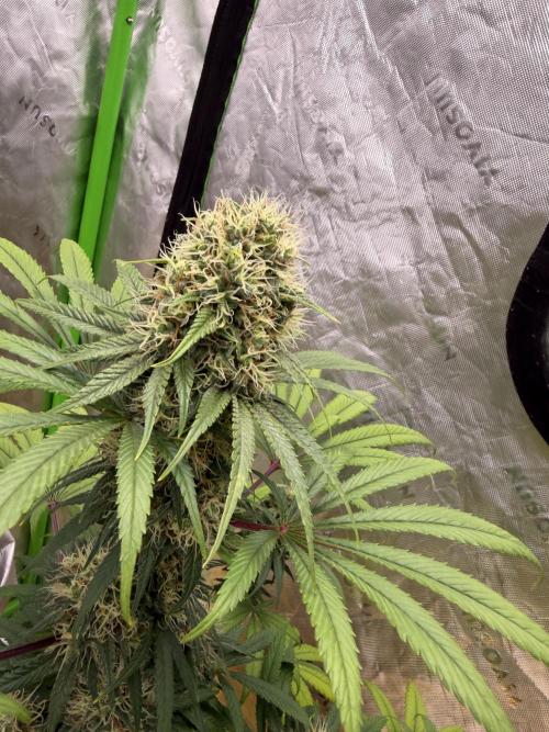 Skunk #1. Week 8