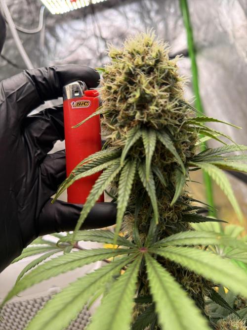 Skunk #1. Week 9