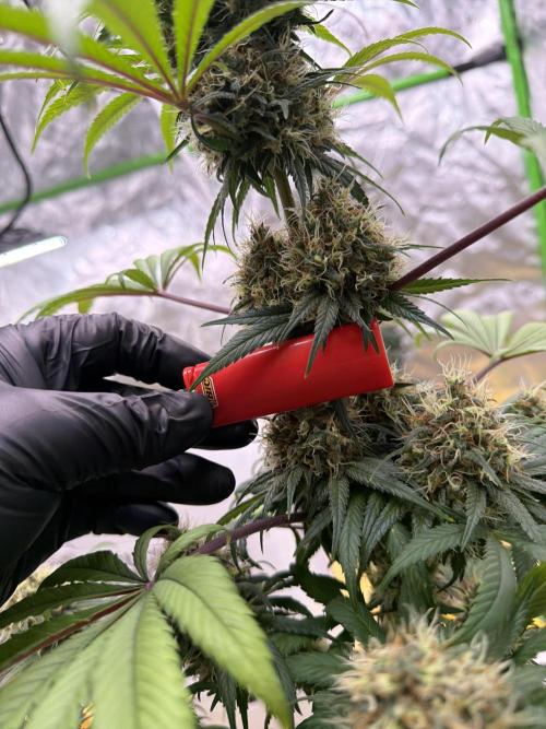 Skunk #1. Week 9